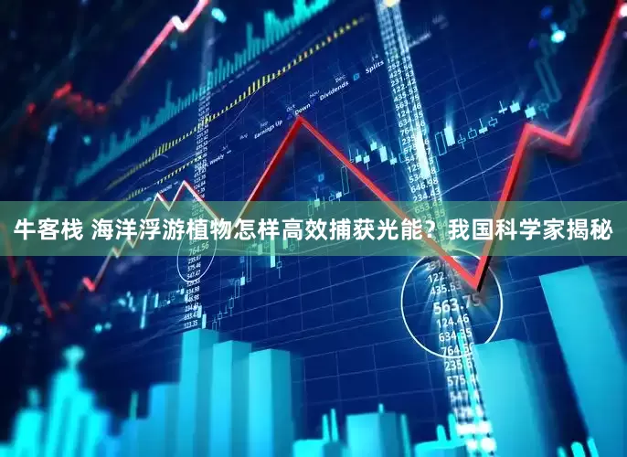 牛客栈 海洋浮游植物怎样高效捕获光能？我国科学家揭秘